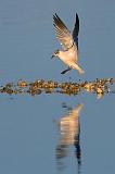 Gull Landing_39167